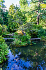 Fototapeta na wymiar Seattle Gardens Pond 2
