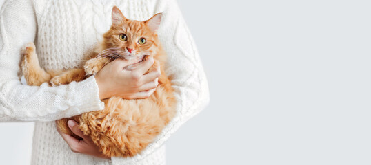 Woman in white cable-knit sweater holds ginger cat on hands. Fluffy pet with scared face...
