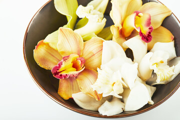 Cymbidium orchid flowers in water indark bowl on white background