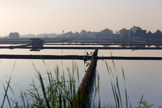 Paddy culture; rice growing: rice bay and land packer in the sowing campaign. Southeast Asia