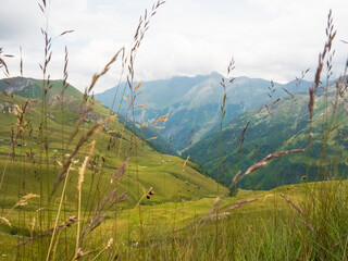 view of the peaks and meadows in the austrian alps