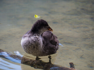 duck in the water