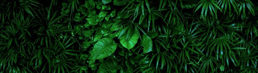 Group background of dark green tropical leaves ( monstera, palm, coconut leaf, fern, palm leaf,bananaleaf) Panorama background. concept of nature  © eakarat