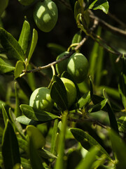 fresh green olives still growing on the tree