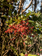 red berries on a tree