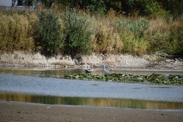 REiher im Rest eines ausgetrockneten See im Naturschutzgebiet Thürer Wiesen