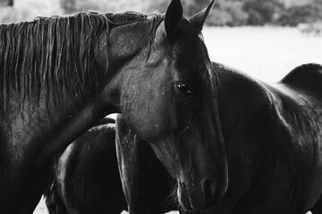 Horses in summer rain weather on ranch closeup in black and white
