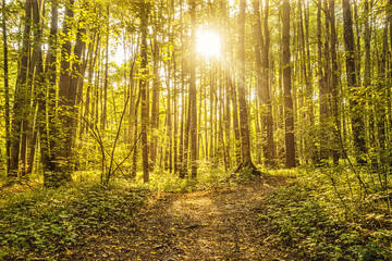 path in the forest in rays of rising sun