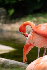 orange flamingo rubbing its plumage with its beak on an abstract background