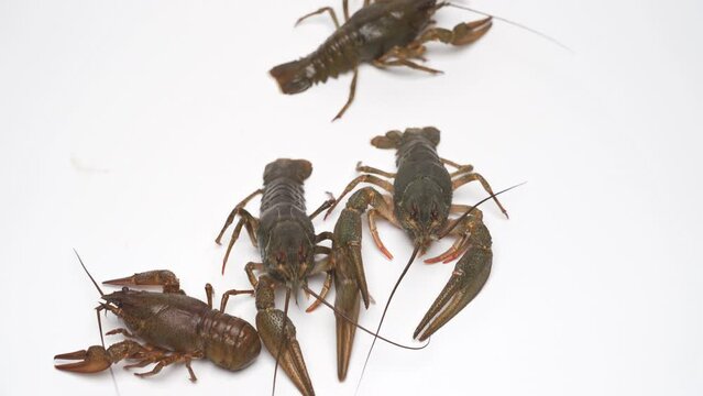 Four crayfish crawling on a white background, top view