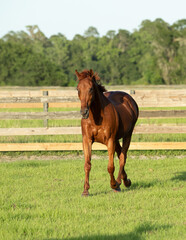 Trotting senior horse