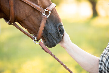 hand reaching out to touch the face of a horse