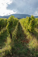 Fototapeta na wymiar Goxwiller, France - 09 03 2022: Panoramic view of vine fields along the wine route at sunset