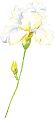 Watercolor iris flower. Hand-painted illustration