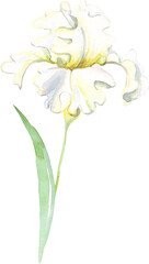Watercolor iris flower. Hand-painted illustration