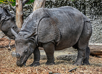 Naklejka premium Young great indian rhinoceros eatis straw. Latin name - Rhinoceros unicornis