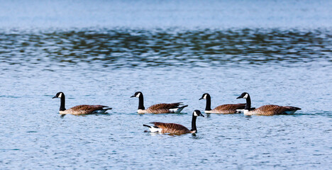 Canadian Geese swimming on Garden lake in Rome Georgia.