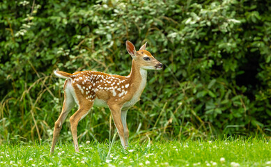 Naklejka na ściany i meble White-tailed deer fawn hiding in the grass at a wildlife sanctuary in Rome Georiga.