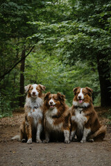 Mom dog and grown up puppies. Three Australian Shepherds sit side by side on forest road in summer and smile. Happy best friends aussie red tricolor and red merle together in park.