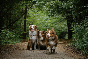Three Australian Shepherds walk on forest road in summer. Happy best friends aussie red tricolor and red merle together in park. Two dogs sitting and other running forward happily sticking out tongue.
