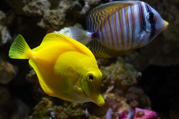 yellow tang Red Sea and sailfin tang coexist in rock reef marine aquarium design, demanding species for experienced aquarist require care, popular pet in LED actinic blue low light, blurred background