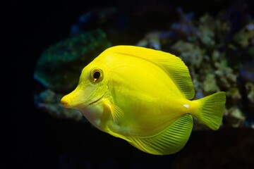 yellow tang with white barb in rock reef marine aquarium, rare demanding species for experienced aquarist require care, popular pet in LED actinic blue low light, coral frag in blurred background