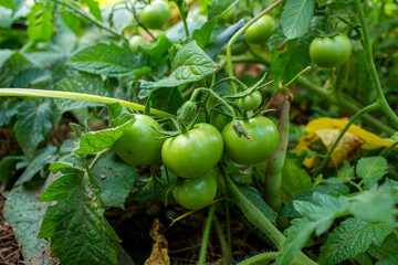 Tomatoes on a bush, growing vegetables in garden.	