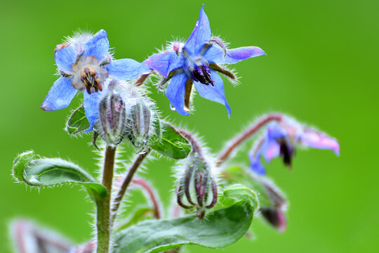 Close-up of Borage herb plant with flowers and buds in the garden.