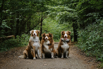Mom dog and grown up puppies. Three Australian Shepherds sit side by side on forest road in summer...