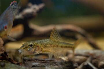 gudgeon adult individual swim over driftwood and blurred hardscape, clever tiny freshwater wild caught and domesticated fish in temperate river biotope aquarium aquadesign, dark low light mood concept
