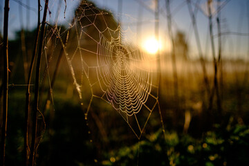 Spiderweb close-up at sunrise with shallow depth of field.