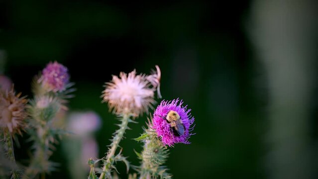 Bumblebee gathers pollen from the purple flower blossom of a Broad Winged Thistle, Carduus acanthoides. 2 handheld clips.