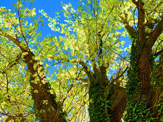 Dynamic upward view of  a tree with blue sky in the background.