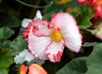 Begonia