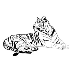 Tiger black and white. Hand drawing. Vector illustration. For the design of prints, cards, flyers, clothing, packaging, brochures and covers.