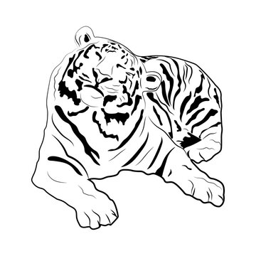 Tiger black and white. Hand drawing. Vector illustration. For the design of prints, cards, flyers, clothing, packaging, brochures and covers.