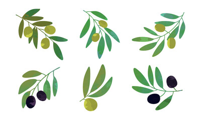 Olive Branch with Hanging Black and Green Fruit as Ripe Mediterranean Food Vector Set