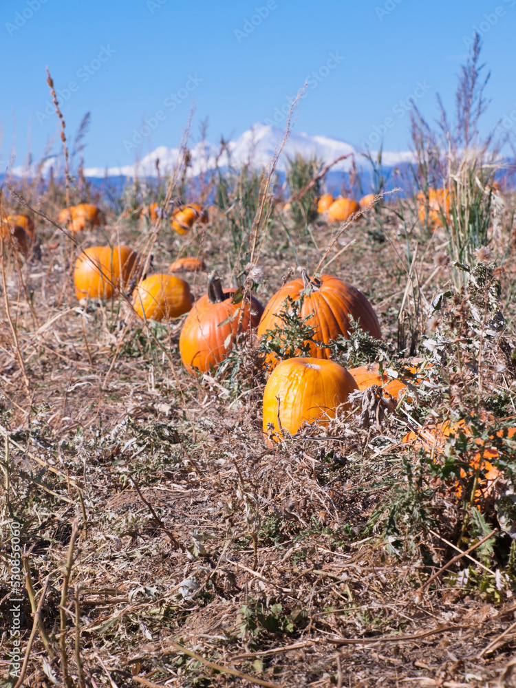 Poster Ripe Pumpkins in a Field