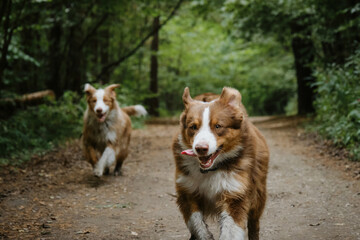 Naklejka na ściany i meble Two brothers dog are adult littermates. Two Australian Shepherds run on forest road in summer. Happy best friends aussie red tricolor and red merle have fun together in park. Front view.