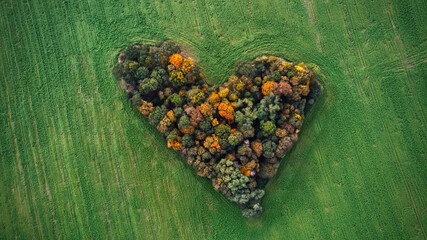 Aerial drone photography of naturally heart-shaped patch of trees located among green fields near...