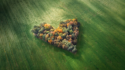 Aerial drone photography of naturally heart-shaped patch of trees located among green fields near...