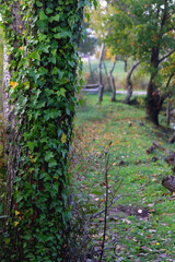Ivy growing on the tree, colorful autumn leave sin the background. Autumn in the forest. Selective focus.
