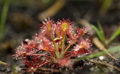 Oblong leaved sunder carniverous plant