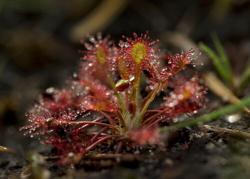 Oblong Leaved Sundew Growing In Peat In UK