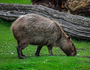 Capybara on the lawn. The biggest modern rodent. Latin name - Hydrochoerus hydrochaeris