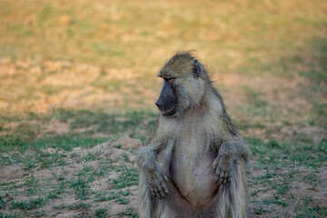Close-up of a huge baboon seating in the savanna