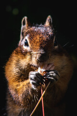squirrel portrait