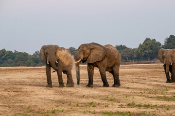 Amazing close up of huge elephants moving on the sandy banks of an African river