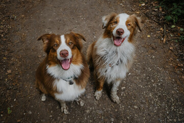 Happy best friends aussie red tricolor and red merle have fun together in park. View from above. Two Australian Shepherds sit on forest road in summer and smile with tongue sticking out.