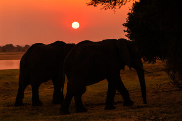 Fototapeta na wymiar Amazing close up of huge elephants moving on the sandy banks of an African river at the sunset